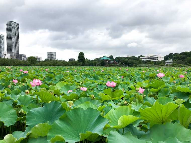 Lotus Plants at Shinobazu Pond, Tokyo, Japan.