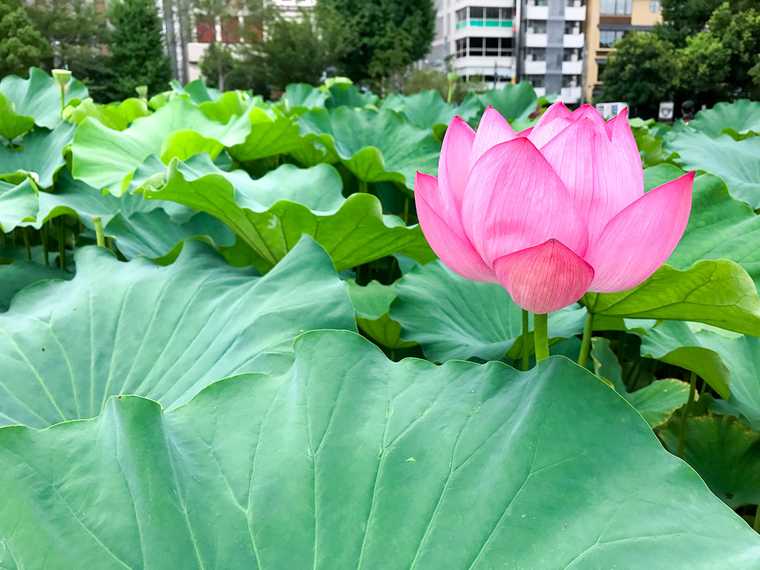 Lotus Plants at Shinobazu Pond, Tokyo, Japan.