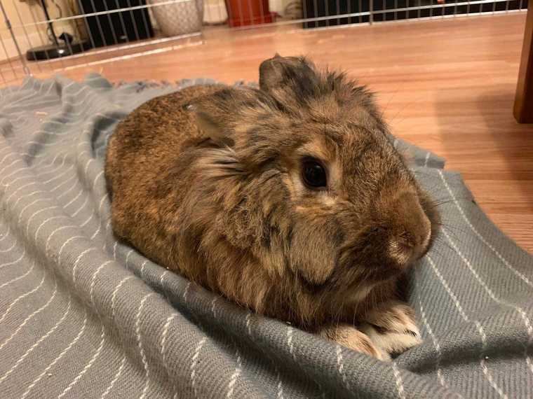 Photo of Gilligan the rabbit, a male lionhead, lying on his blanket.