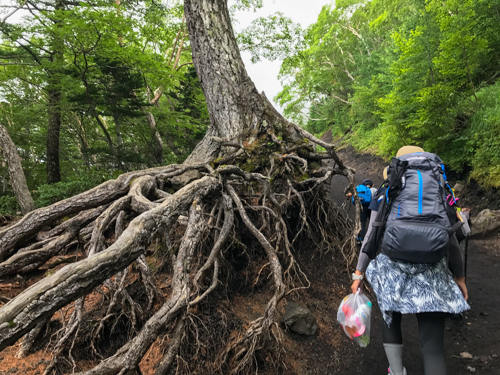 Yoshino trail, Mt Fuji. August between the 5th and 6th stations. A hiker passes a tree with lots of exposed roots.