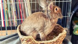 Photo of Gilligan the rabbit, a male lionhead, sitting in his basket.