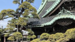 Japanese tiled roof of the shrine at Shibamata in Kanamachi. A pine tree with a winding trunk visible in the foreground.