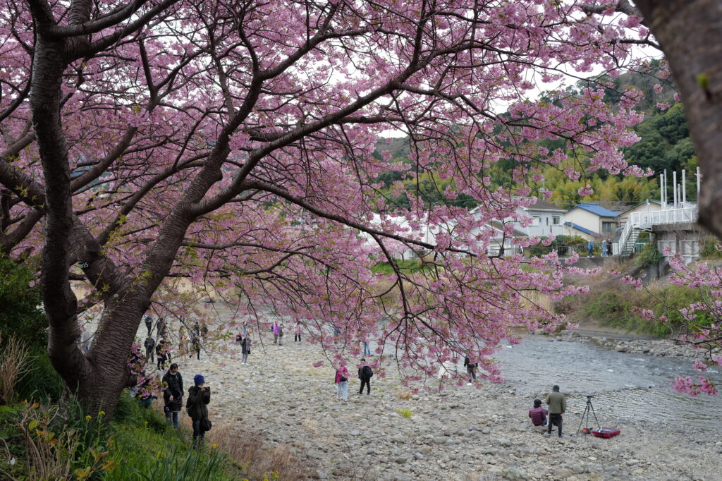 Large tree with pink blossom near a stoney riverbank.